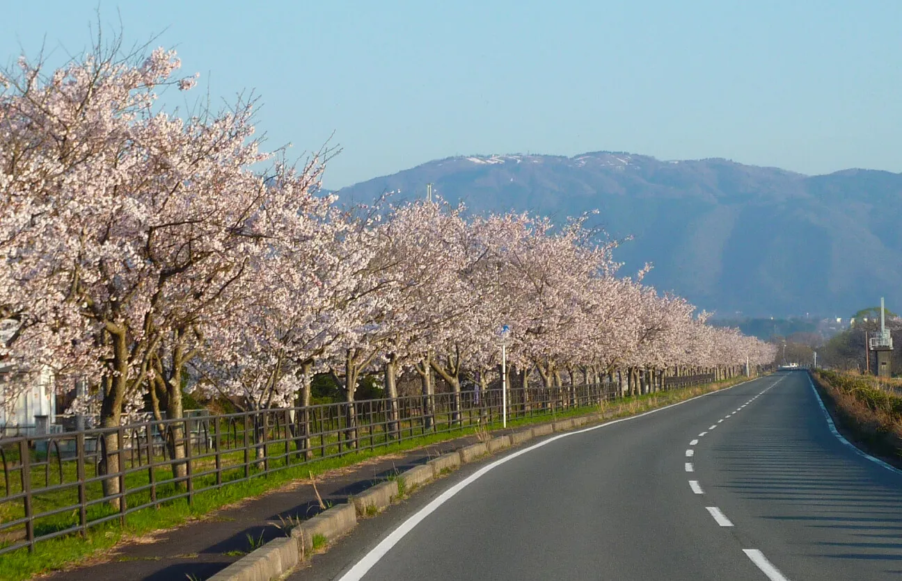 REIWAリゾート風車ニュータウン付近の桜